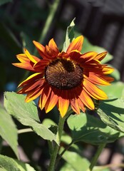 pretty flowers of sunflower plant in summer