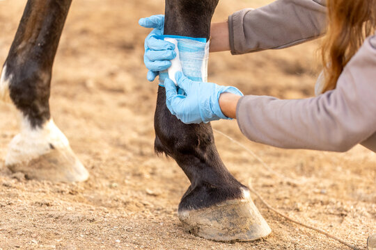 Woman bandaging horse leg for veterinary wound care