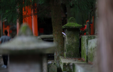 The old stone pillars are covered with small moss.
