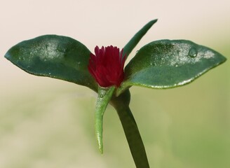 red flower and green leaves of Aptenia cordifolia plant-Aizoaceae Family