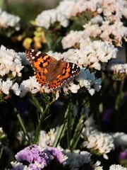 pretty,colorful  Vanessa Cardui buttefly