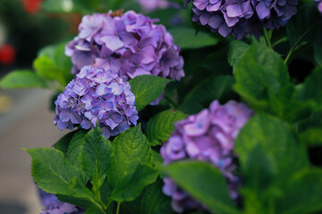 purple hydrangea flower, Bright pastel-color hydrangeas are in full bloom.