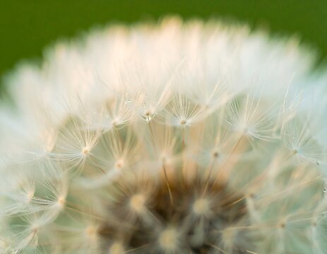 Close-up of dandelion seed head