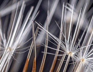 Close-up of dandelion seed head