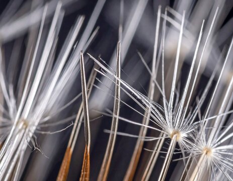 Close-up of dandelion seed head