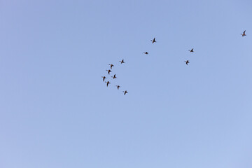 Northern pintail ducks (Anas acuta) flying in formation in the sky, migratory birds.