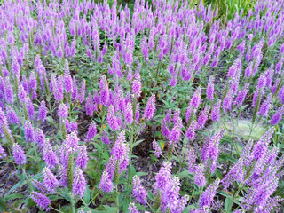 Fototapeta premium Veronica longifolia in the field. In summer in bloom, daytime. Floral background.
