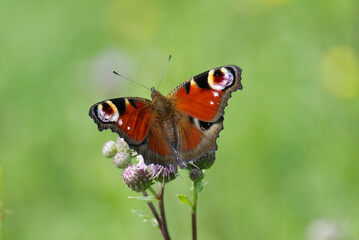 European peacock butterfly (Aglais io) sitting on pink flower in Zurich, Switzerland