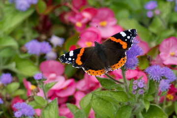 Red admiral butterfly (Vanessa Atalanta) perched on violet flower in Zurich, Switzerland