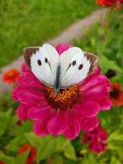 butterfly on a flower