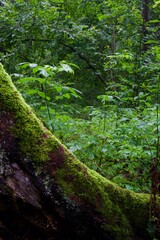 The forest after the rain in summer