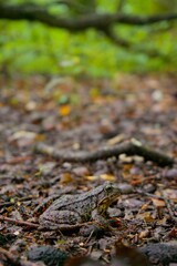 The frog in the forest