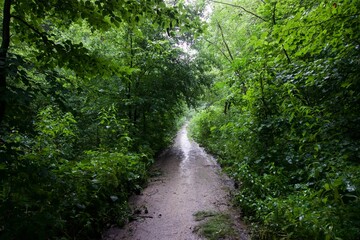 The forest after the rain in summer