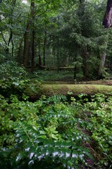 The forest after the rain in summer