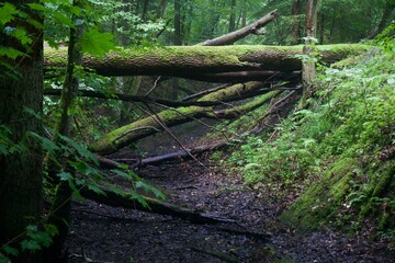 The forest after the rain in summer