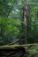The forest after the rain in summer