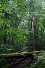 The forest after the rain in summer