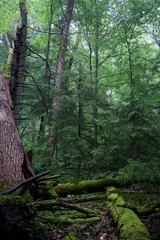 The forest after the rain in summer