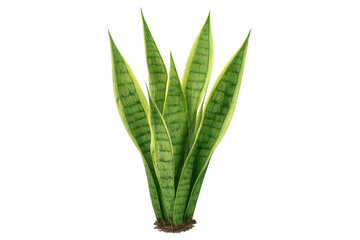 Healthy sansevieria trifasciata plant with long, vibrant green leaves, isolated on a transparent background, perfect for design projects