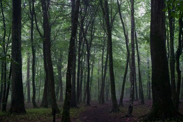 Naklejka premium The forest after the rain in summer