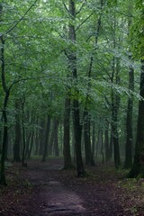 The forest after the rain in summer