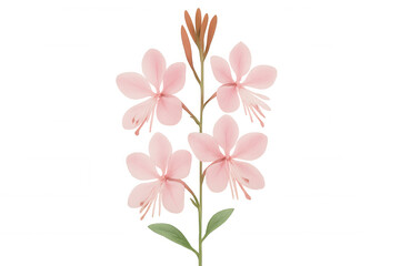 Naklejka premium Gaura lindheimeri flowers blooming on a transparent background, offering a vibrant and elegant touch for various design projects