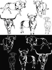 ten cows and bulls sketches isolated on black and white
