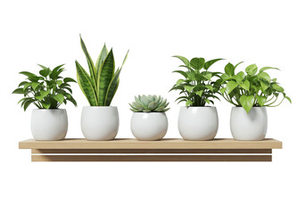Fototapeta premium A row of five assorted green houseplants in modern white ceramic pots on a wooden shelf, isolated on a white background.