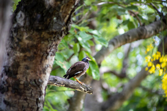View of Mynas or Acridotheres bird perched on a branch, focus selective