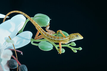 leaf lizard with black background