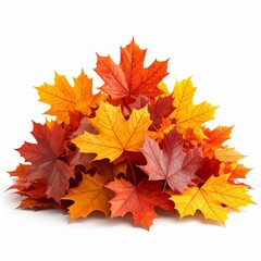 Fototapeta premium Pile of Colorful Maple Leaves Displaying Autumnal Red Orange and Yellow Tones on a White Background