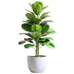Tall fiddle-leaf fig houseplant displayed on a bright white and transparent background