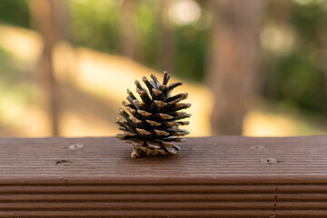 pine cones on wood