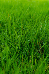 green grass background