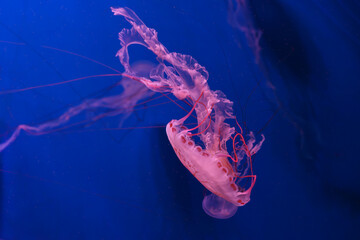 Close up of Chrysaora colorata or purple striped jelly jellyfish drifting gracefully in deep blue water of aquarium. Animal, aquatic organism, underwater life, biodiversity © katyamaximenko