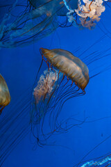 Group of Chrysaora fuscescens or Pacific sea nettle jellyfish drifting gracefully in deep blue water of aquarium. Animal, aquatic organism, underwater life, biodiversity