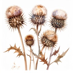 Watercolor Painting of Thistle Flowers with Brown Stems and Thorns on White