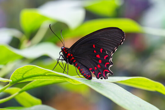 Parides photinus, the pink spotted cattleheart butterfly, Papilionidae family sitting on green leaf in garden background. Butterfly with black and red wings close up, macro.