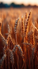 Fototapeta premium Golden wheat stalks bathed in the warm glow of a setting sun, filling the frame with a textured, natural beauty. The shallow depth of field blurs the background, focusing attention on the ripe grain