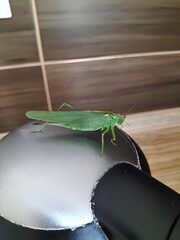 Large Green Katydid Perched on a Computer Mouse