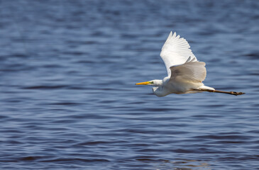 pure white heron in flight above blue water