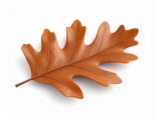 Naklejka premium Isolated Autumn Oak Leaf with Brown Color and Intricate Veins Against White Background