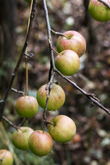 Apples on an old apple tree. Organic Fruit.