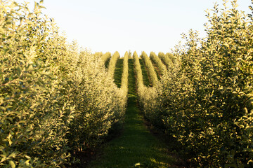 An orchard of young apple trees. Organic fruits.