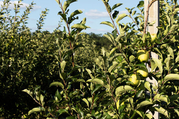 Tree branch with green apples close-up. Organic fruits.