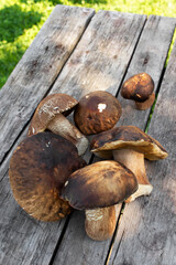 White mushrooms (Boletus edulis) on a wooden table outdoors.
