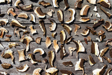 Dried white mushrooms (Boletus edulis) on a wooden table outdoors.