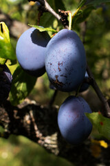 Ripe blue plums on a branch. Organic Fruits.