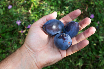 Ripe blue plums in hand. Organic Fruits.