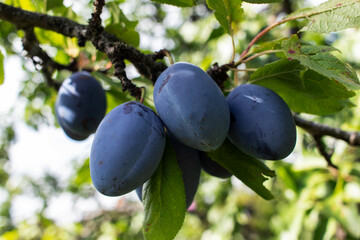 Ripe blue plums on a tree branch. Organic gardening.